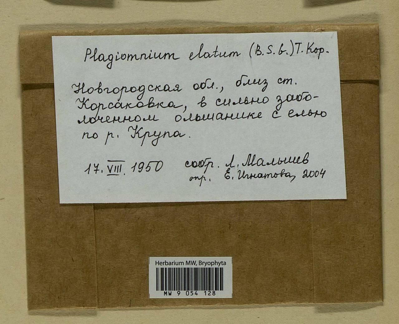 Plagiomnium elatum (Bruch & Schimp.) T.J. Kop., Bryophytes, Bryophytes - Novgorod & Pskov Oblasts (B5) (Russia)