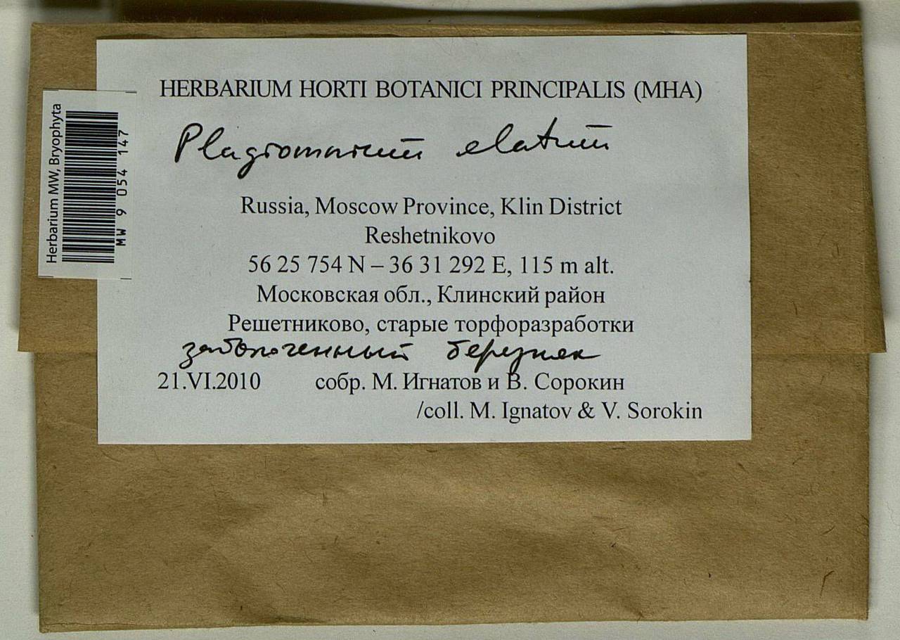 Plagiomnium elatum (Bruch & Schimp.) T.J. Kop., Bryophytes, Bryophytes - Moscow City & Moscow Oblast (B6a) (Russia)