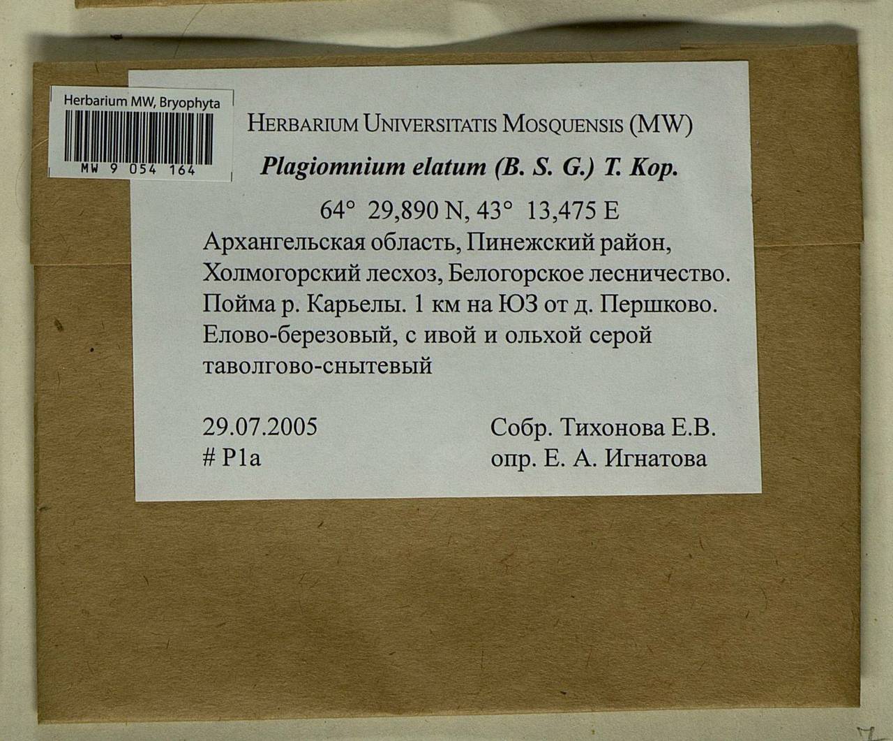 Plagiomnium elatum (Bruch & Schimp.) T.J. Kop., Bryophytes, Bryophytes - European North East (B7) (Russia)