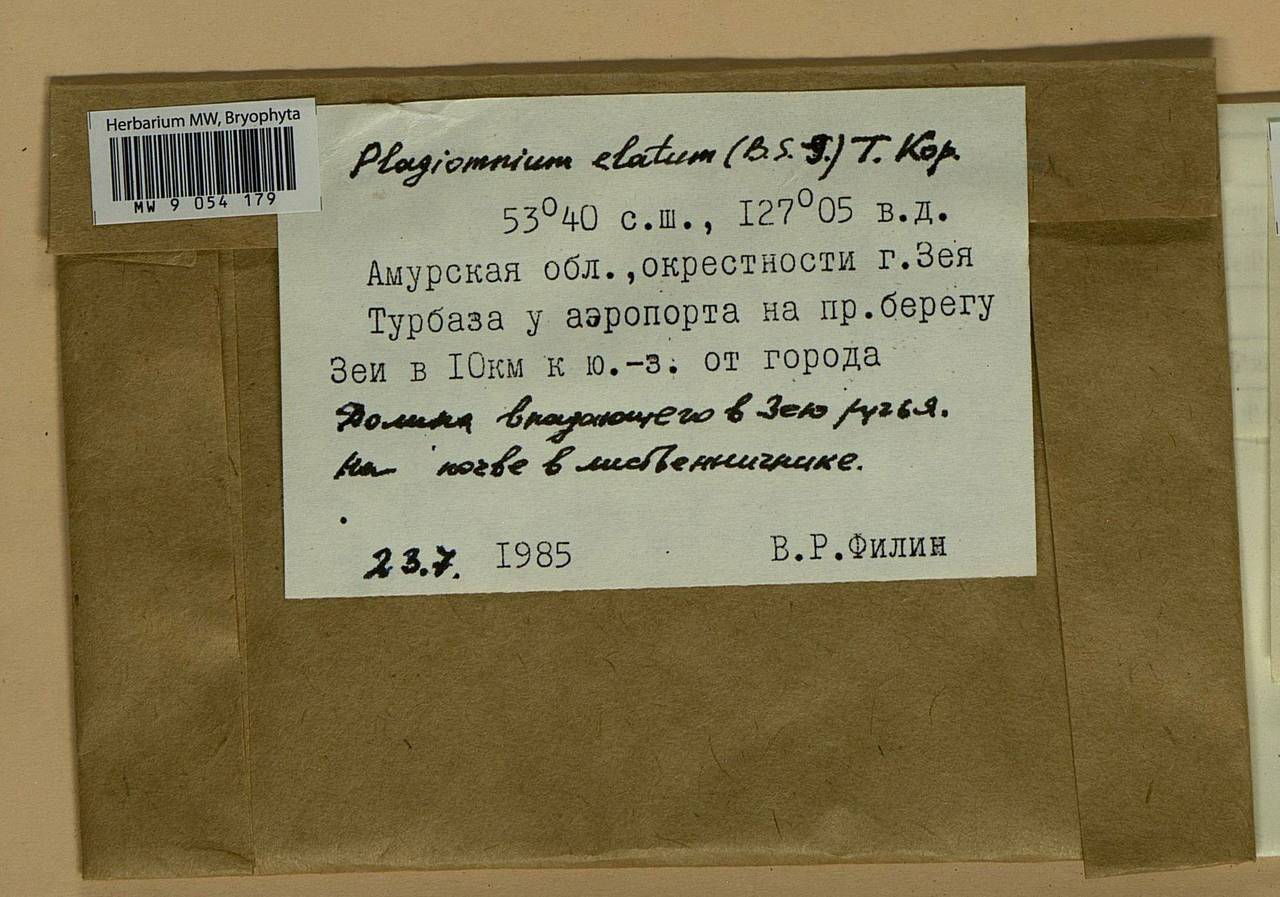 Plagiomnium elatum (Bruch & Schimp.) T.J. Kop., Bryophytes, Bryophytes - Russian Far East (excl. Chukotka & Kamchatka) (B20) (Russia)