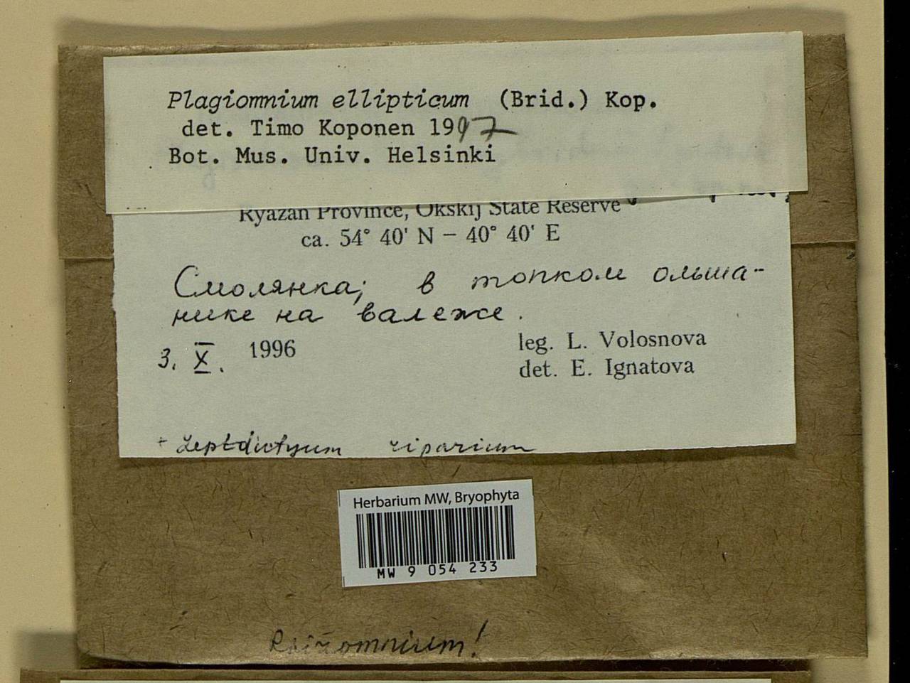 Plagiomnium ellipticum (Brid.) T.J. Kop., Bryophytes, Bryophytes - Middle Russia (B6) (Russia)