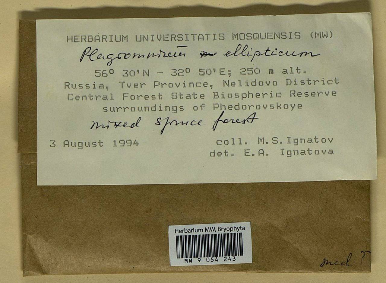 Plagiomnium ellipticum (Brid.) T.J. Kop., Bryophytes, Bryophytes - Middle Russia (B6) (Russia)