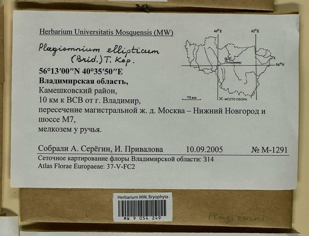 Plagiomnium ellipticum (Brid.) T.J. Kop., Bryophytes, Bryophytes - Middle Russia (B6) (Russia)