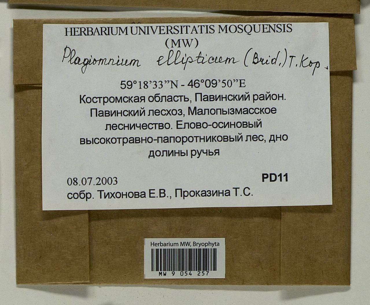 Plagiomnium ellipticum (Brid.) T.J. Kop., Bryophytes, Bryophytes - Middle Russia (B6) (Russia)