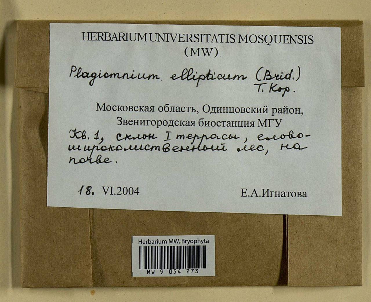 Plagiomnium ellipticum (Brid.) T.J. Kop., Bryophytes, Bryophytes - Moscow City & Moscow Oblast (B6a) (Russia)