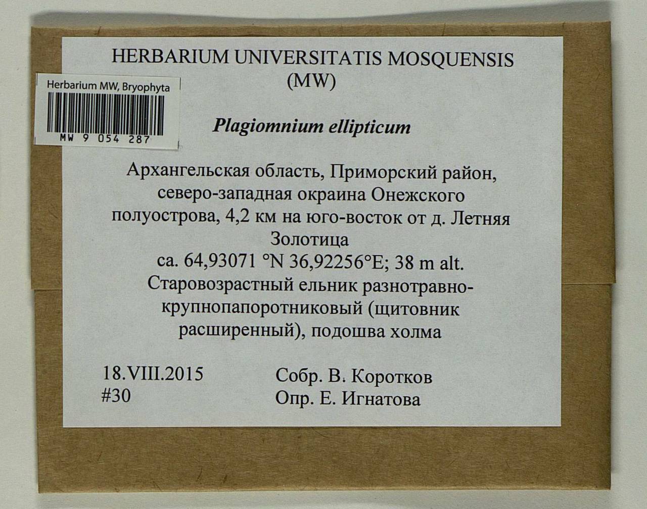 Plagiomnium ellipticum (Brid.) T.J. Kop., Bryophytes, Bryophytes - European North East (B7) (Russia)