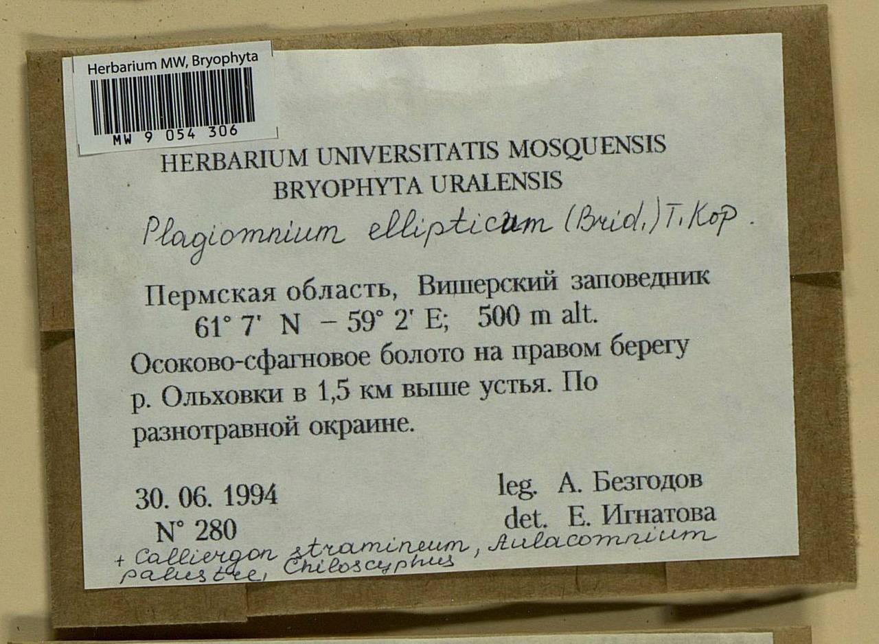 Plagiomnium ellipticum (Brid.) T.J. Kop., Bryophytes, Bryophytes - Permsky Krai, Udmurt Republic, Sverdlovsk & Kirov Oblasts (B8) (Russia)