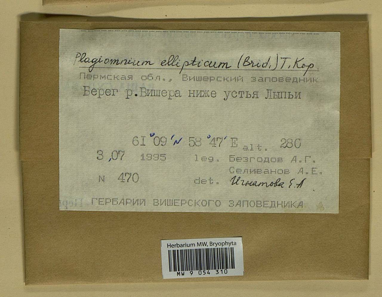 Plagiomnium ellipticum (Brid.) T.J. Kop., Bryophytes, Bryophytes - Permsky Krai, Udmurt Republic, Sverdlovsk & Kirov Oblasts (B8) (Russia)