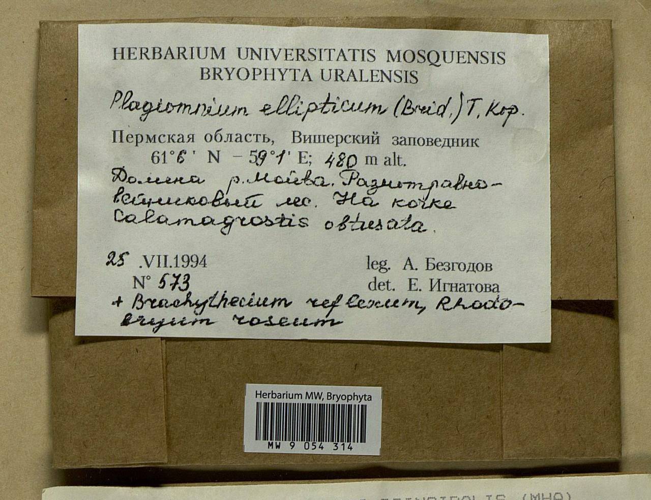 Plagiomnium ellipticum (Brid.) T.J. Kop., Bryophytes, Bryophytes - Permsky Krai, Udmurt Republic, Sverdlovsk & Kirov Oblasts (B8) (Russia)
