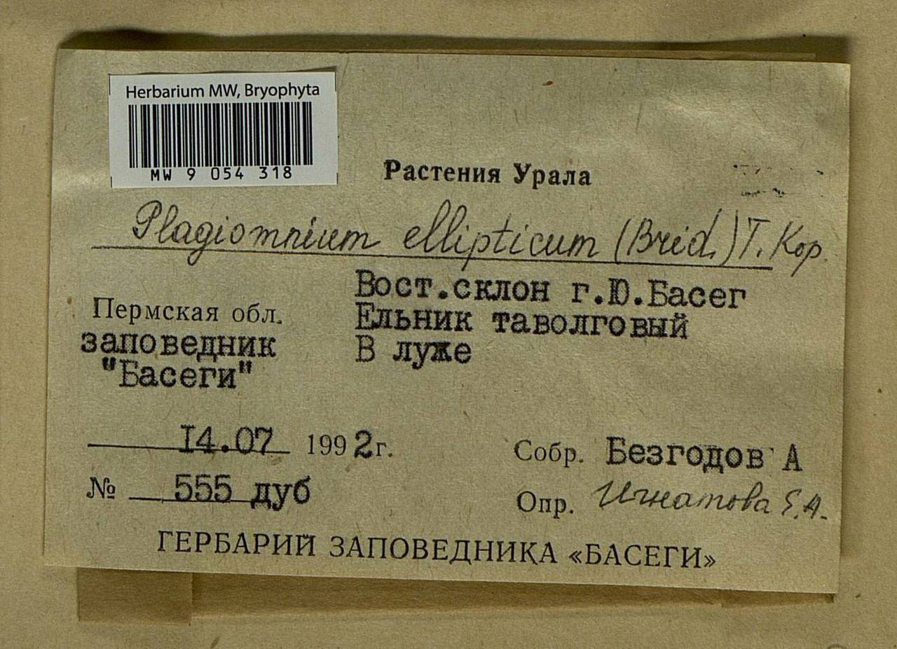 Plagiomnium ellipticum (Brid.) T.J. Kop., Bryophytes, Bryophytes - Permsky Krai, Udmurt Republic, Sverdlovsk & Kirov Oblasts (B8) (Russia)