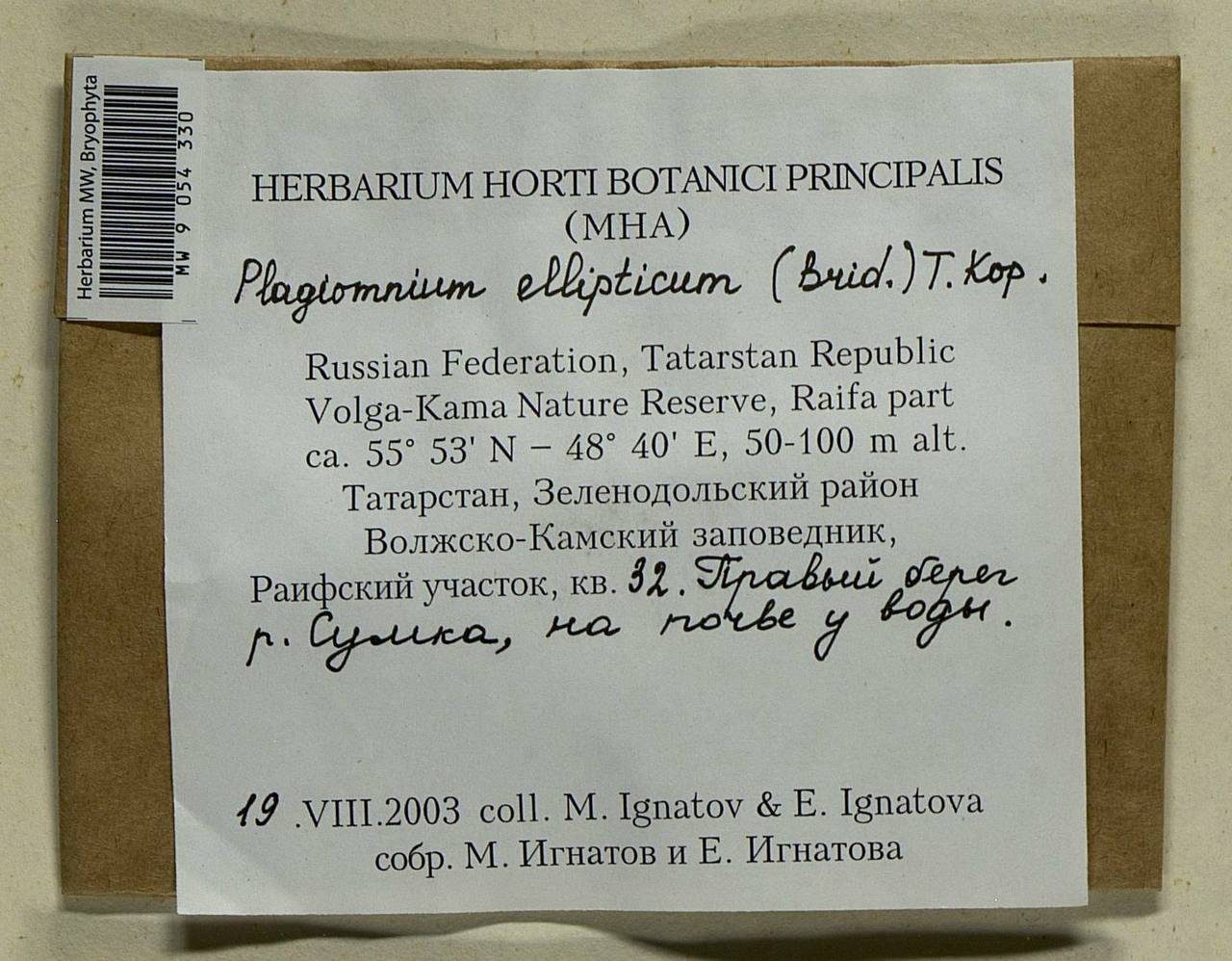 Plagiomnium ellipticum (Brid.) T.J. Kop., Bryophytes, Bryophytes - Middle Volga (B9) (Russia)