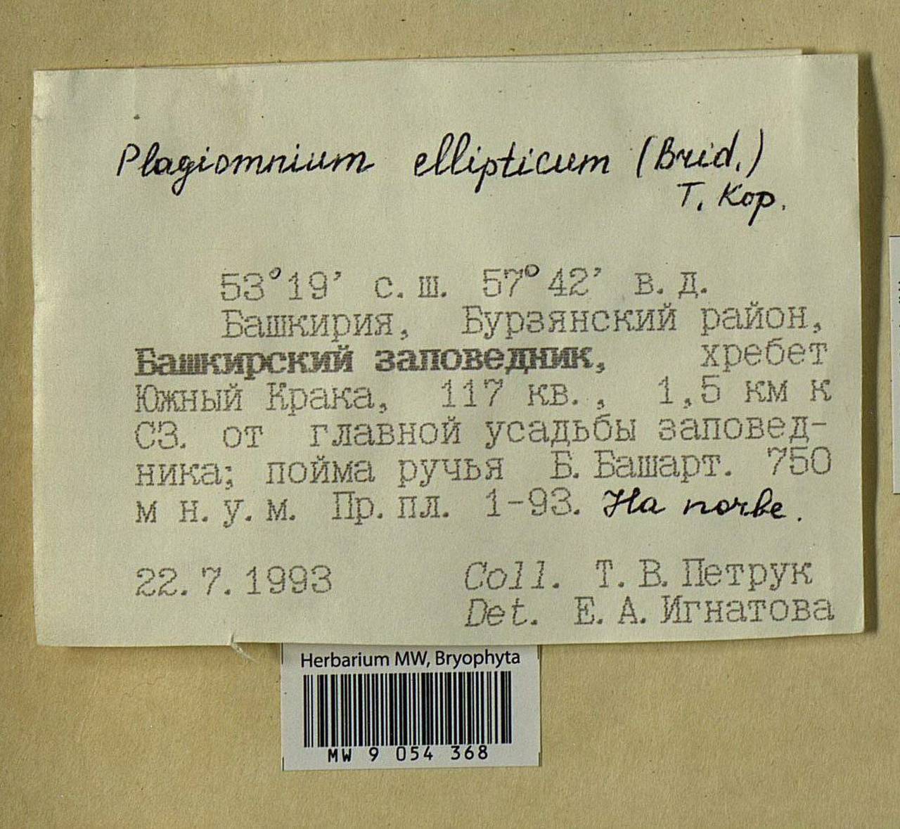 Plagiomnium ellipticum (Brid.) T.J. Kop., Bryophytes, Bryophytes - South Urals (B14) (Russia)