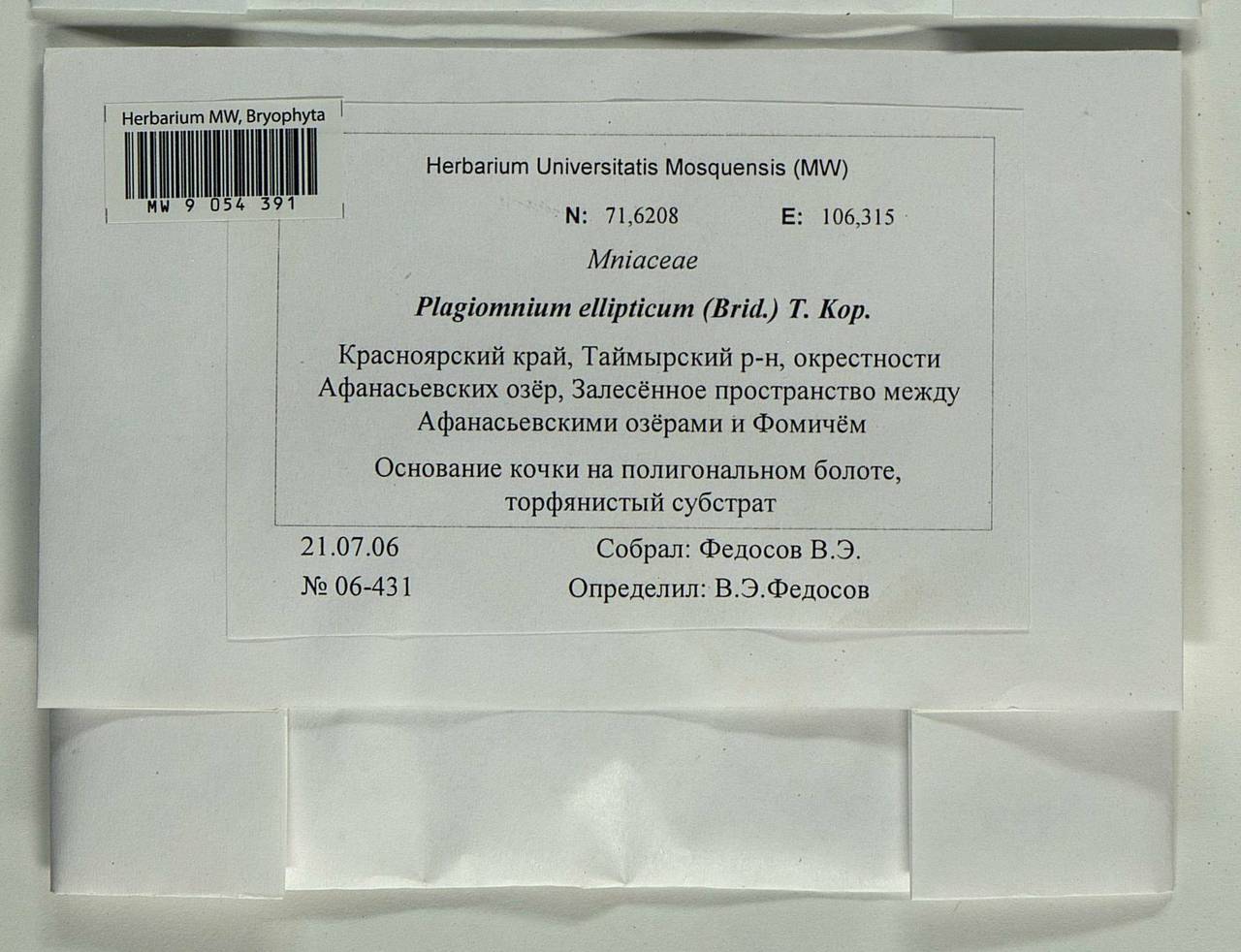 Plagiomnium ellipticum (Brid.) T.J. Kop., Bryophytes, Bryophytes - Krasnoyarsk Krai, Tyva & Khakassia (B17) (Russia)