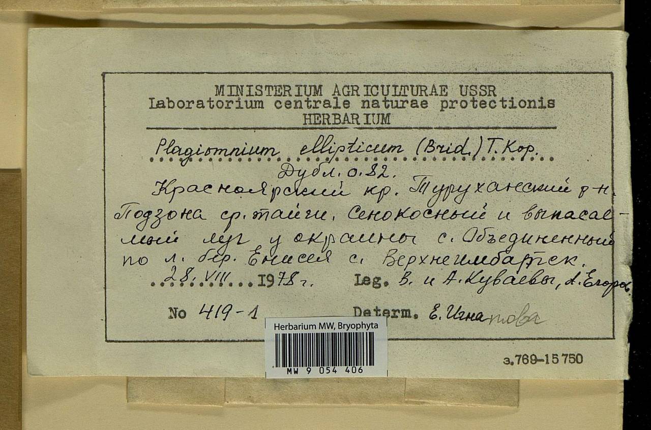 Plagiomnium ellipticum (Brid.) T.J. Kop., Bryophytes, Bryophytes - Krasnoyarsk Krai, Tyva & Khakassia (B17) (Russia)