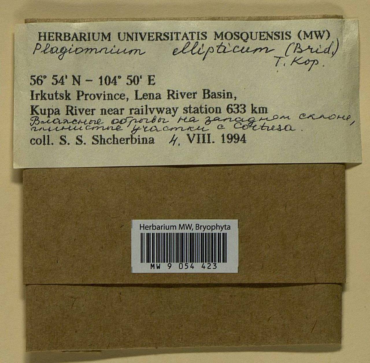 Plagiomnium ellipticum (Brid.) T.J. Kop., Bryophytes, Bryophytes - Baikal & Transbaikal regions (B18) (Russia)