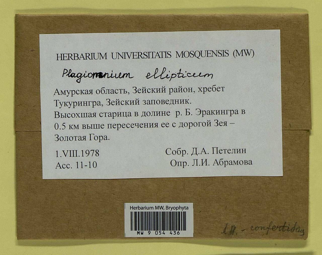 Plagiomnium ellipticum (Brid.) T.J. Kop., Bryophytes, Bryophytes - Russian Far East (excl. Chukotka & Kamchatka) (B20) (Russia)