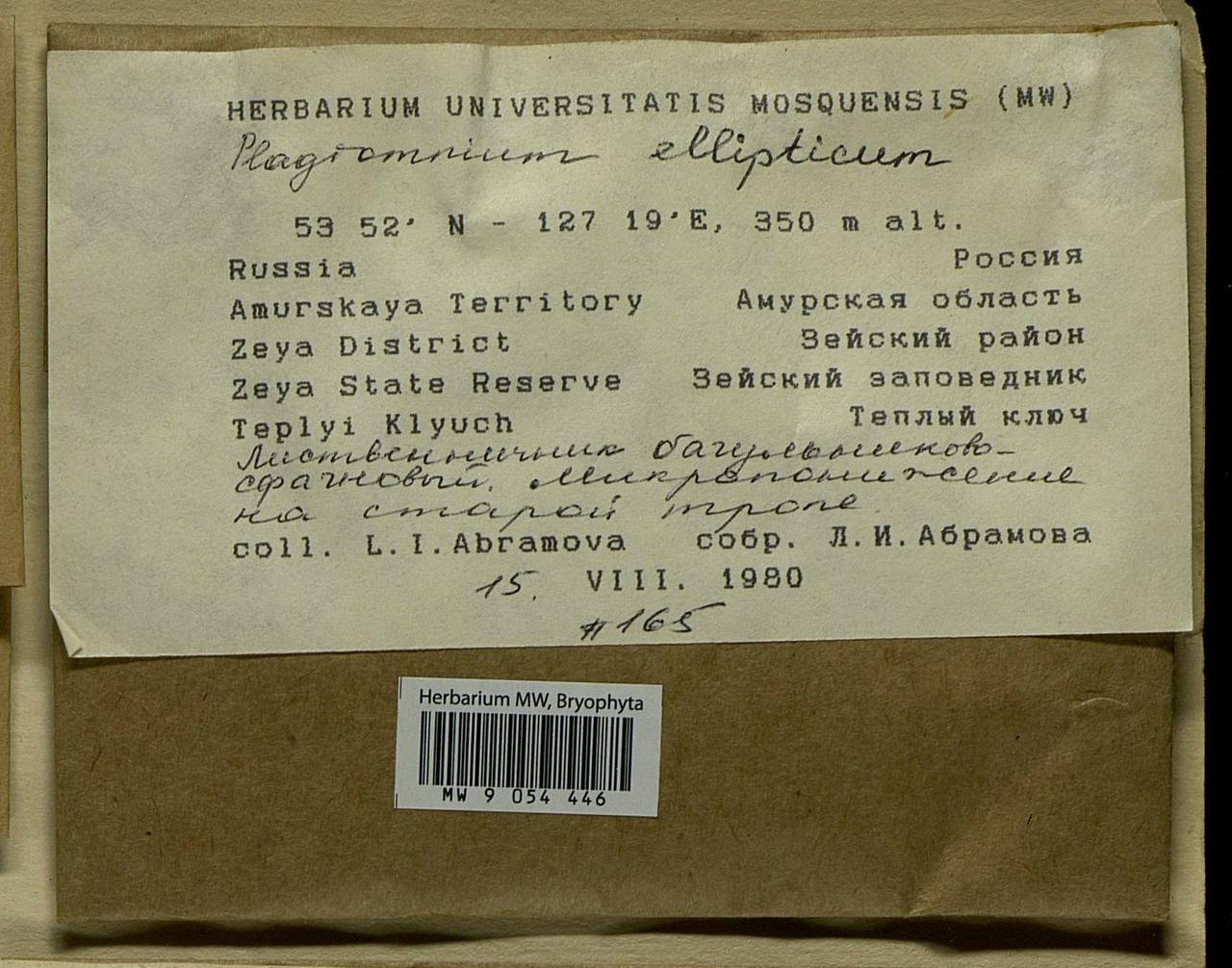 Plagiomnium ellipticum (Brid.) T.J. Kop., Bryophytes, Bryophytes - Russian Far East (excl. Chukotka & Kamchatka) (B20) (Russia)