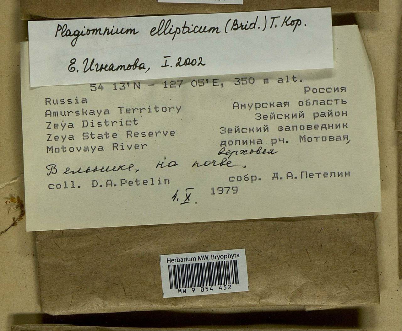 Plagiomnium ellipticum (Brid.) T.J. Kop., Bryophytes, Bryophytes - Russian Far East (excl. Chukotka & Kamchatka) (B20) (Russia)