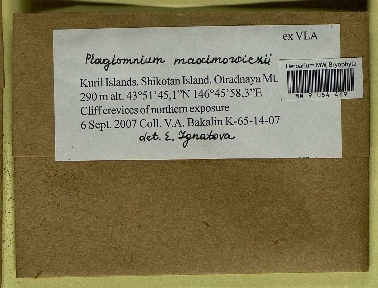 Plagiomnium maximoviczii (Lindb.) T.J. Kop., Bryophytes, Bryophytes - Russian Far East (excl. Chukotka & Kamchatka) (B20) (Russia)