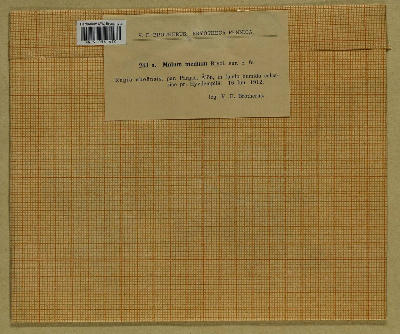 Plagiomnium medium (Bruch & Schimp.) T.J. Kop., Bryophytes, Bryophytes - Western Europe (BEu) (Finland)