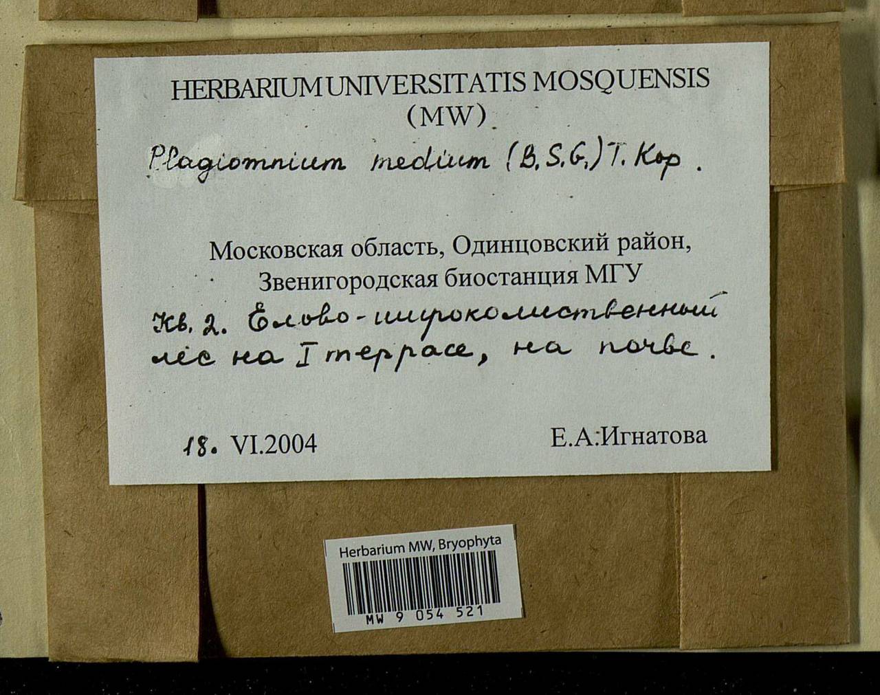 Plagiomnium medium (Bruch & Schimp.) T.J. Kop., Bryophytes, Bryophytes - Moscow City & Moscow Oblast (B6a) (Russia)