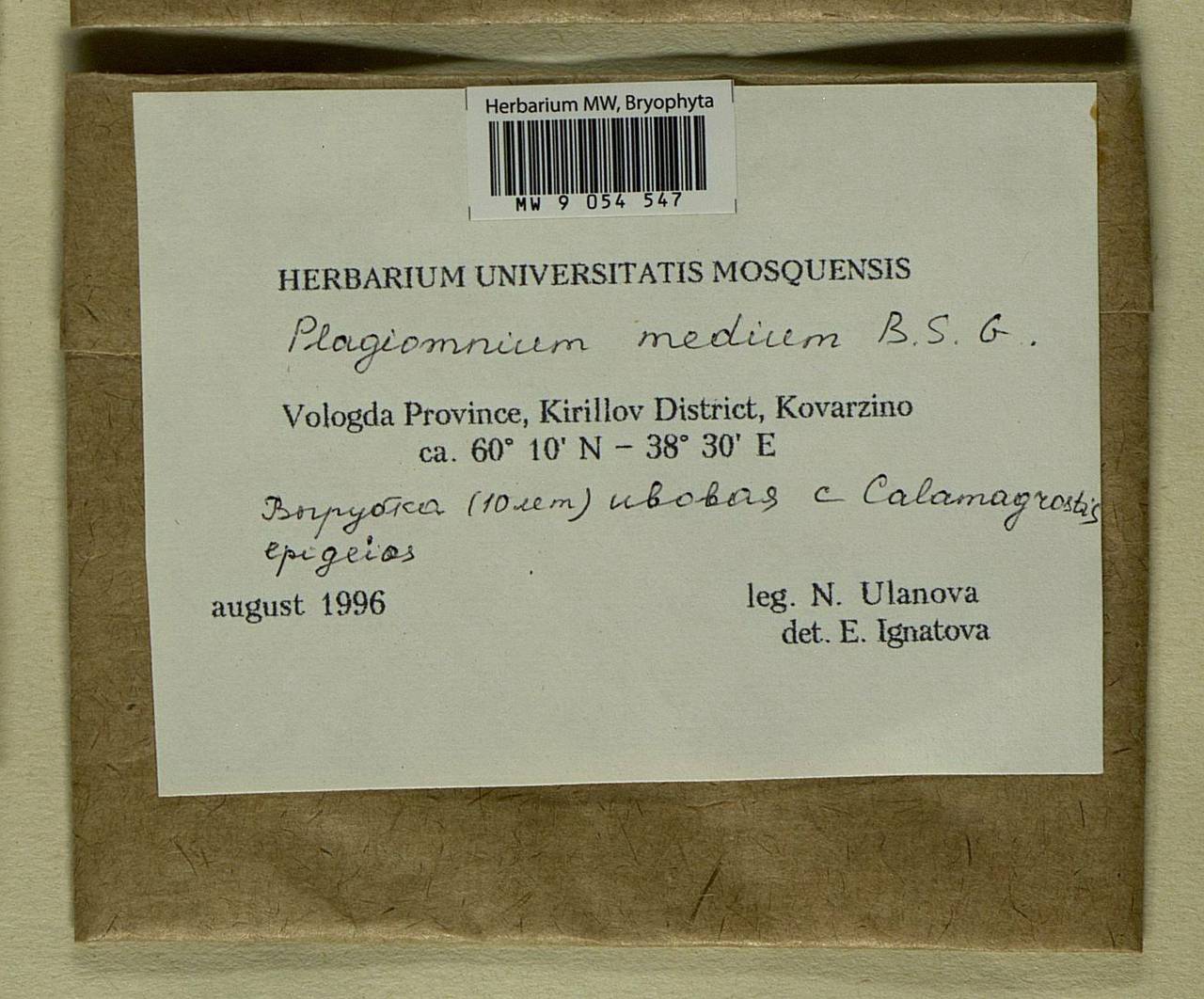 Plagiomnium medium (Bruch & Schimp.) T.J. Kop., Bryophytes, Bryophytes - European North East (B7) (Russia)