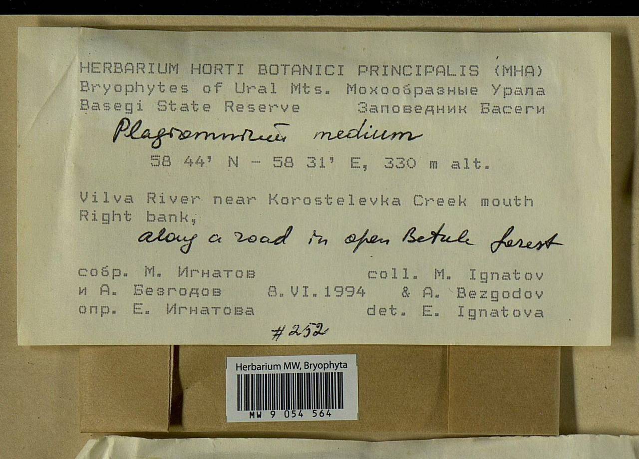 Plagiomnium medium (Bruch & Schimp.) T.J. Kop., Bryophytes, Bryophytes - Permsky Krai, Udmurt Republic, Sverdlovsk & Kirov Oblasts (B8) (Russia)