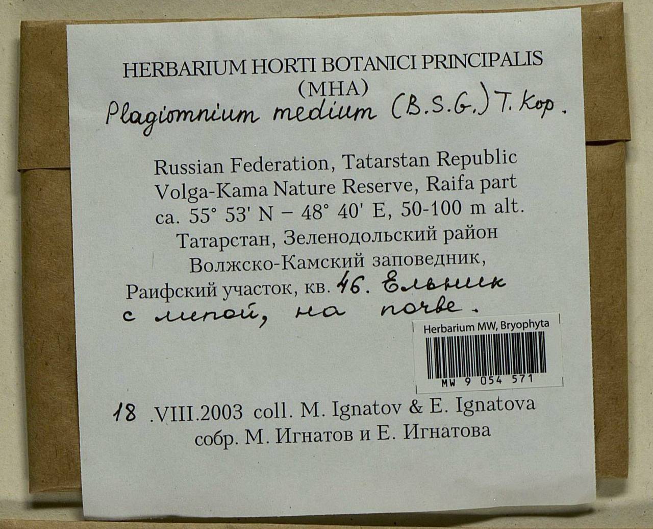 Plagiomnium medium (Bruch & Schimp.) T.J. Kop., Bryophytes, Bryophytes - Middle Volga (B9) (Russia)