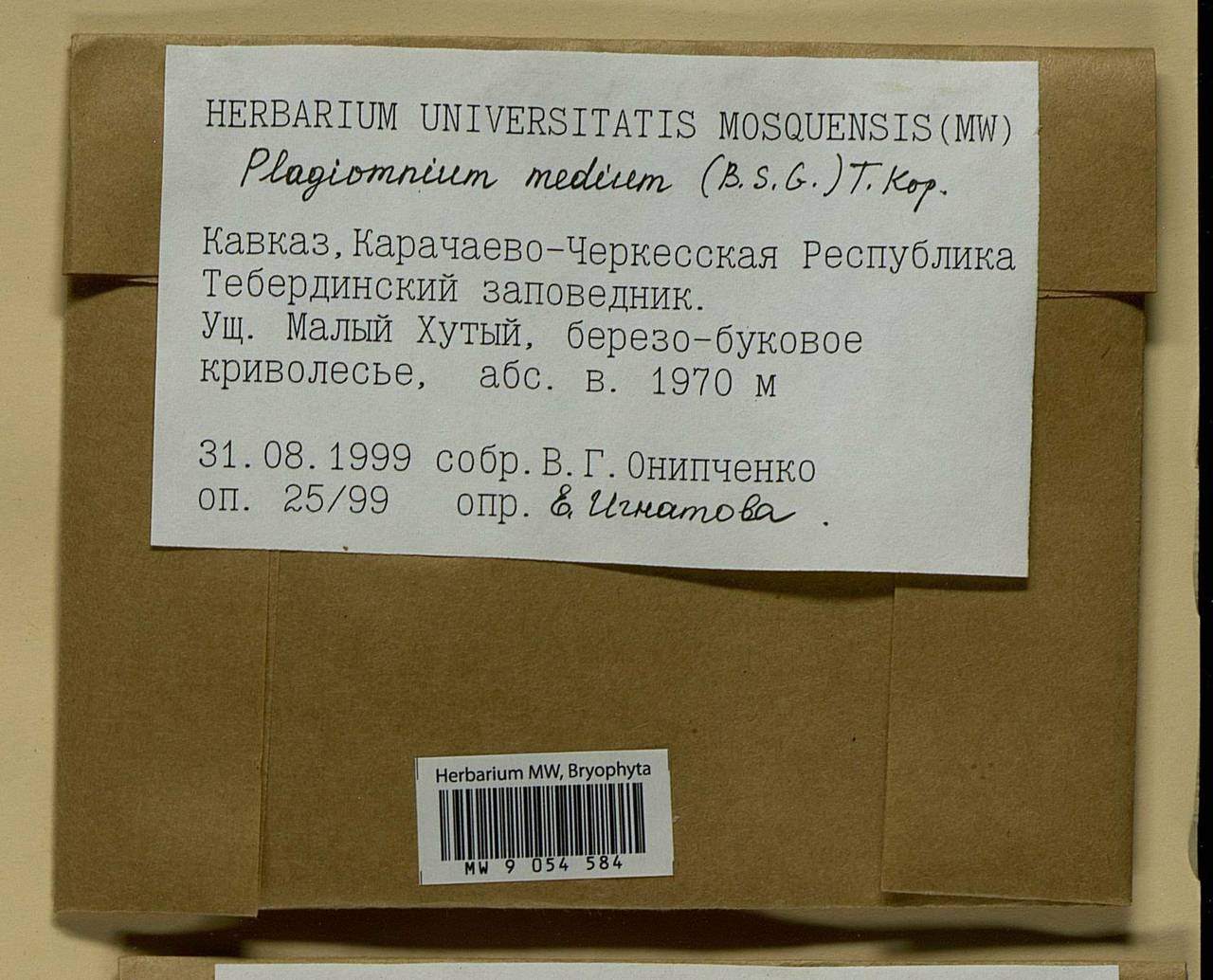 Plagiomnium medium (Bruch & Schimp.) T.J. Kop., Bryophytes, Bryophytes - North Caucasus & Ciscaucasia (B12) (Russia)