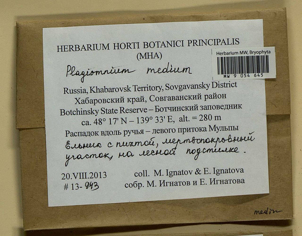 Plagiomnium medium (Bruch & Schimp.) T.J. Kop., Bryophytes, Bryophytes - Russian Far East (excl. Chukotka & Kamchatka) (B20) (Russia)