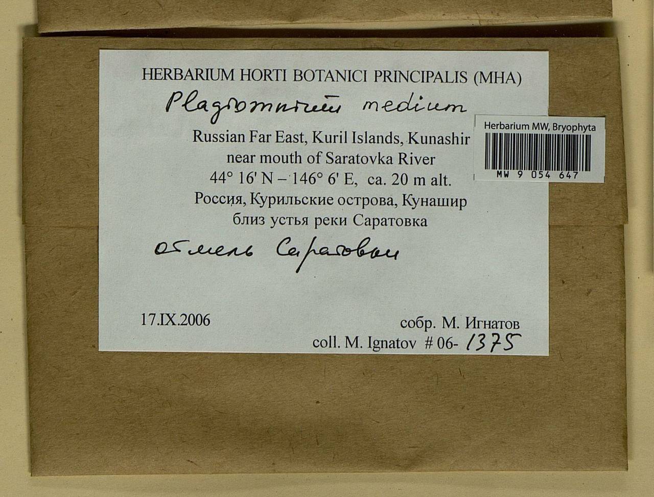 Plagiomnium medium (Bruch & Schimp.) T.J. Kop., Bryophytes, Bryophytes - Russian Far East (excl. Chukotka & Kamchatka) (B20) (Russia)