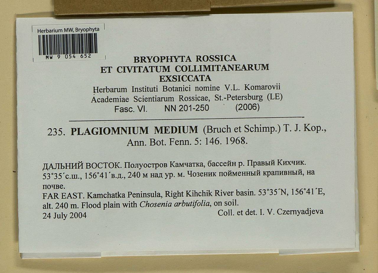 Plagiomnium medium (Bruch & Schimp.) T.J. Kop., Bryophytes, Bryophytes - Chukotka & Kamchatka (B21) (Russia)