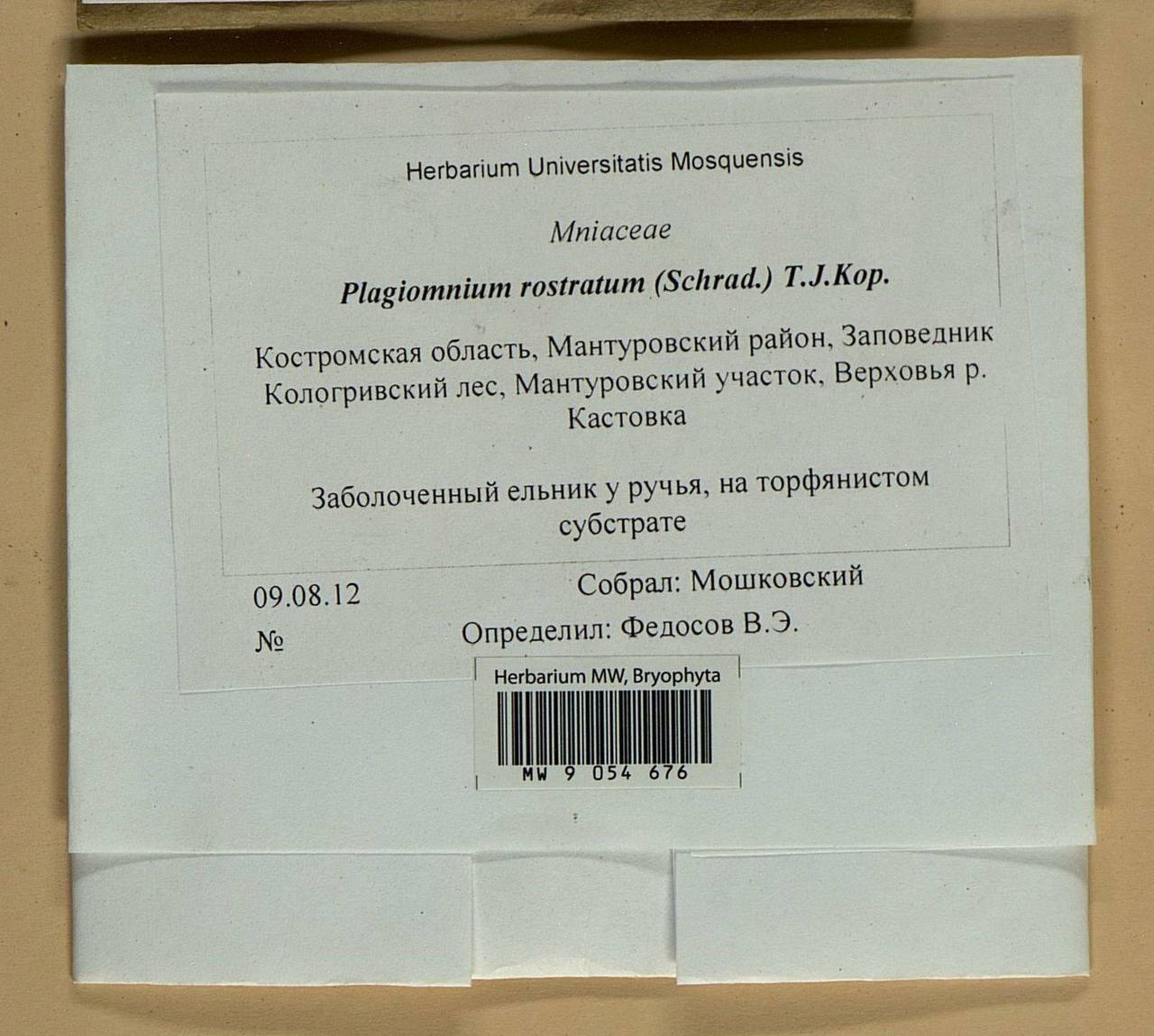 Plagiomnium rostratum (Schrad.) T.J. Kop., Bryophytes, Bryophytes - Middle Russia (B6) (Russia)