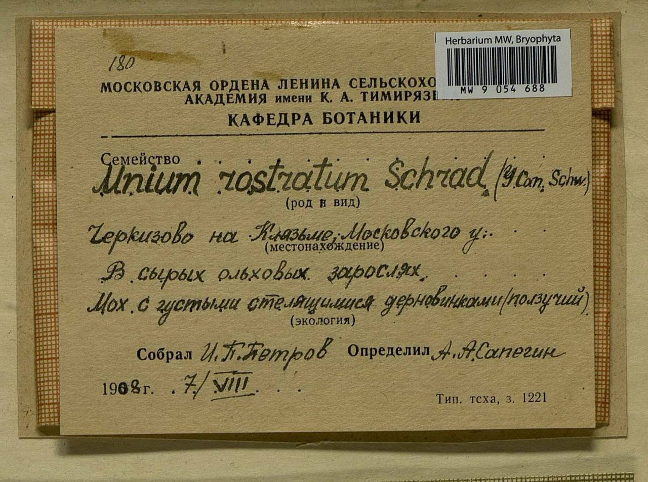 Plagiomnium rostratum (Schrad.) T.J. Kop., Bryophytes, Bryophytes - Moscow City & Moscow Oblast (B6a) (Russia)