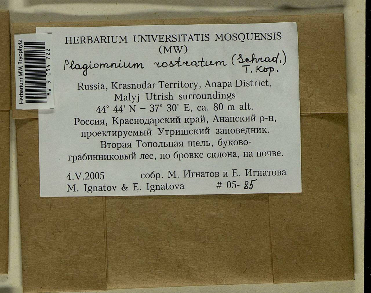 Plagiomnium rostratum (Schrad.) T.J. Kop., Bryophytes, Bryophytes - North Caucasus & Ciscaucasia (B12) (Russia)