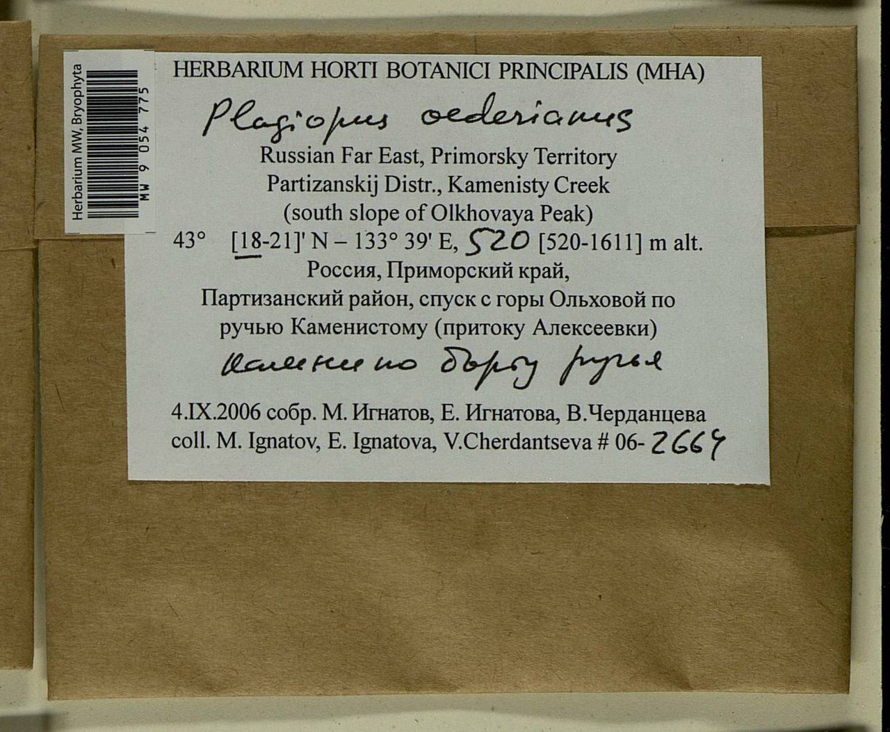 Plagiopus oederianus (Sw.) H.A. Crum & L.E. Anderson, Bryophytes, Bryophytes - Russian Far East (excl. Chukotka & Kamchatka) (B20) (Russia)