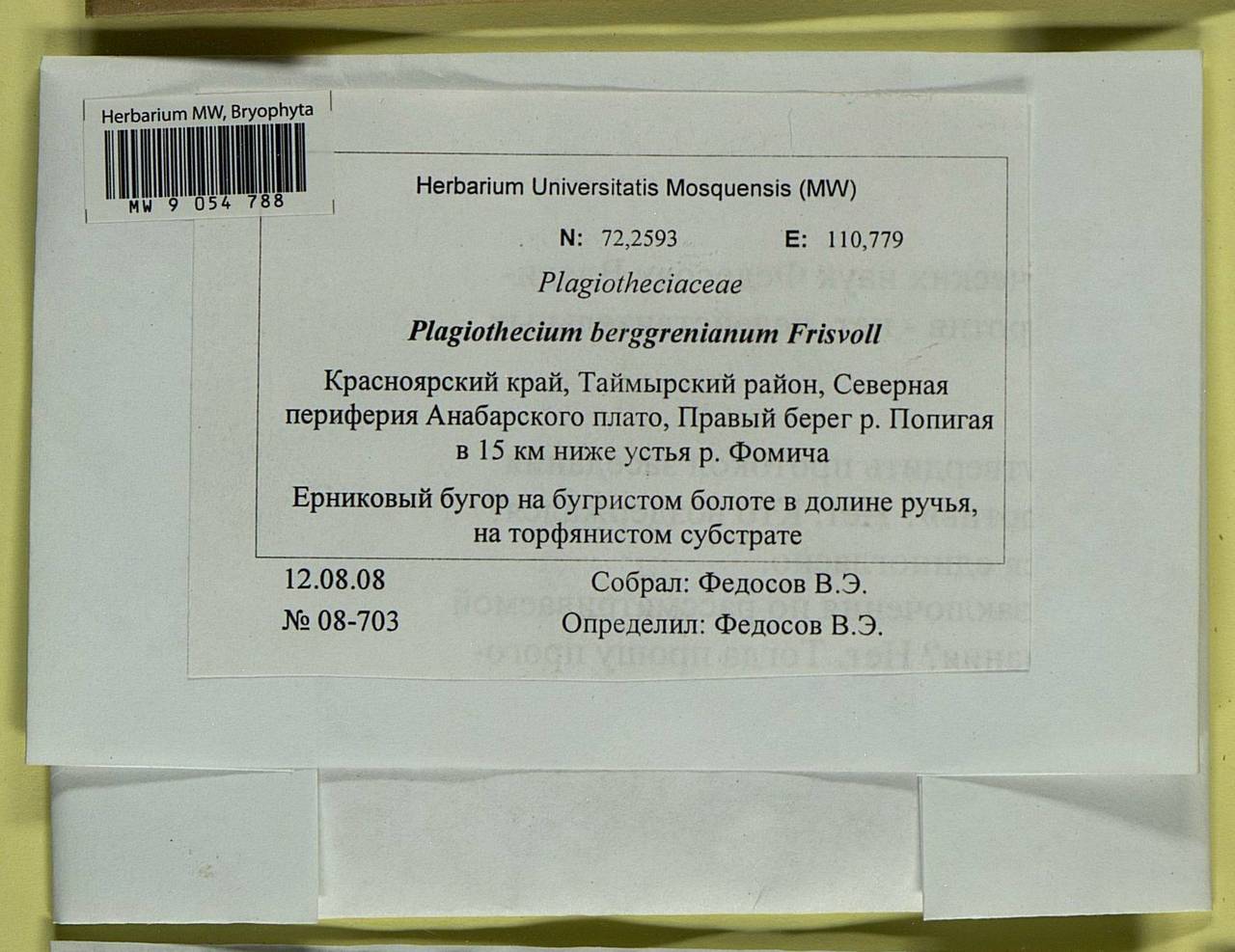 Plagiothecium berggrenianum Frisvoll, Bryophytes, Bryophytes - Krasnoyarsk Krai, Tyva & Khakassia (B17) (Russia)