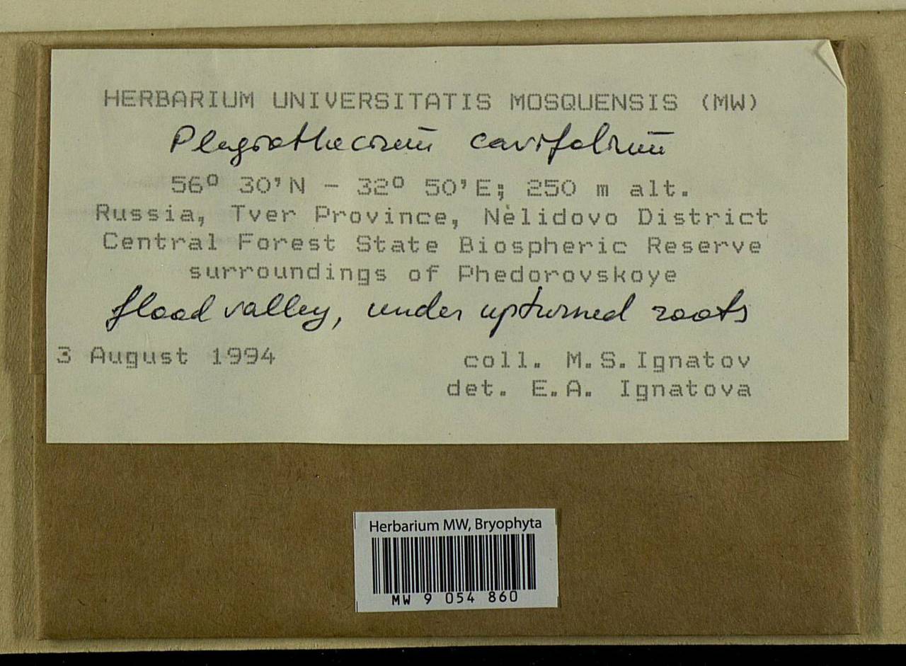 Plagiothecium cavifolium (Brid.) Z. Iwats., Bryophytes, Bryophytes - Middle Russia (B6) (Russia)