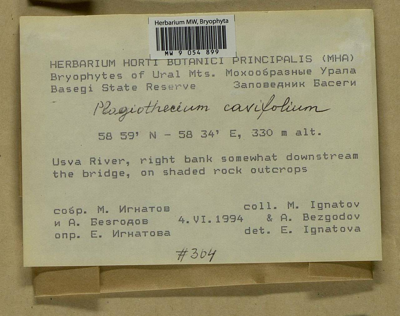 Plagiothecium cavifolium (Brid.) Z. Iwats., Bryophytes, Bryophytes - Permsky Krai, Udmurt Republic, Sverdlovsk & Kirov Oblasts (B8) (Russia)