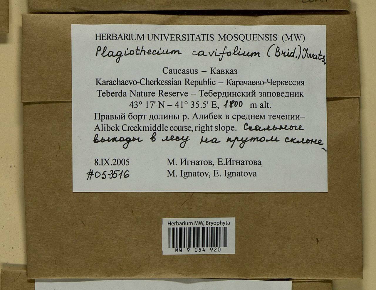 Plagiothecium cavifolium (Brid.) Z. Iwats., Bryophytes, Bryophytes - North Caucasus & Ciscaucasia (B12) (Russia)