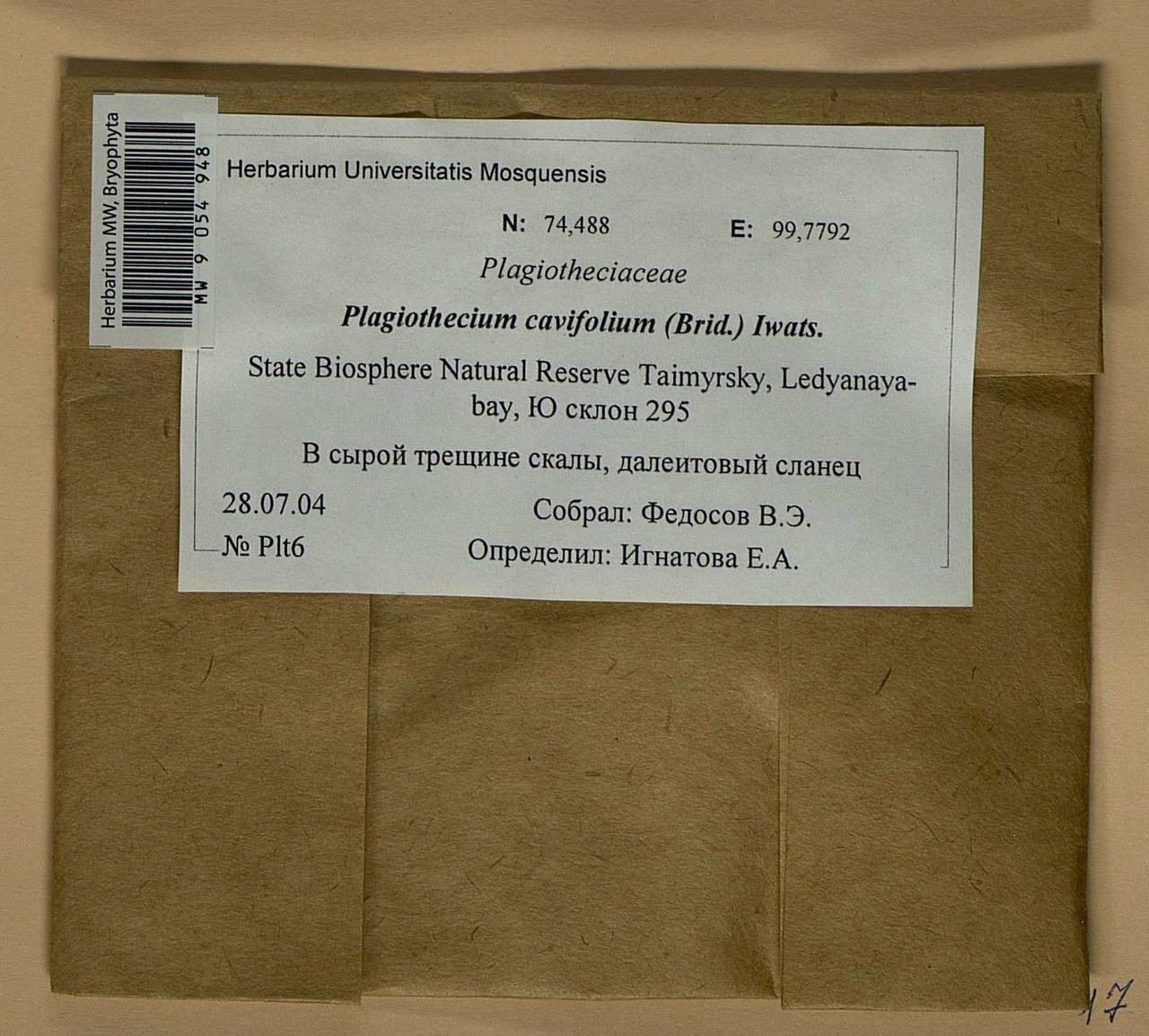 Plagiothecium cavifolium (Brid.) Z. Iwats., Bryophytes, Bryophytes - Krasnoyarsk Krai, Tyva & Khakassia (B17) (Russia)