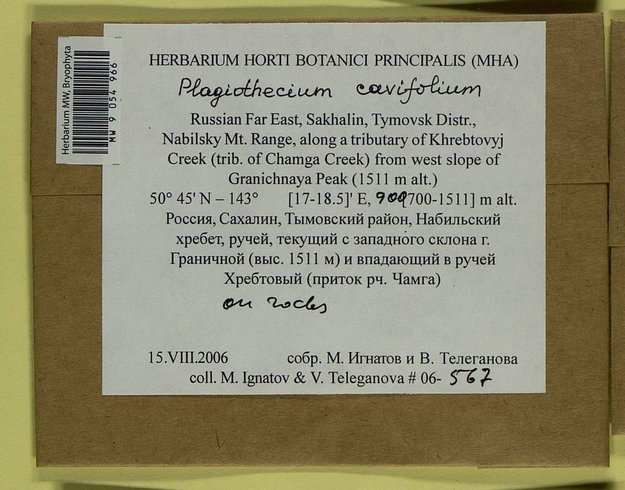 Plagiothecium cavifolium (Brid.) Z. Iwats., Bryophytes, Bryophytes - Russian Far East (excl. Chukotka & Kamchatka) (B20) (Russia)