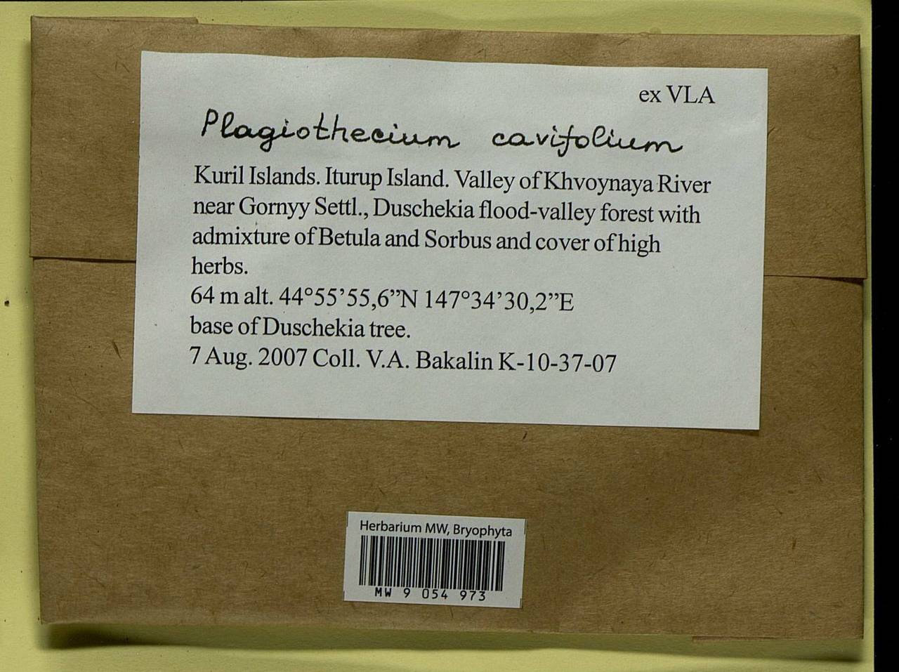 Plagiothecium cavifolium (Brid.) Z. Iwats., Bryophytes, Bryophytes - Russian Far East (excl. Chukotka & Kamchatka) (B20) (Russia)