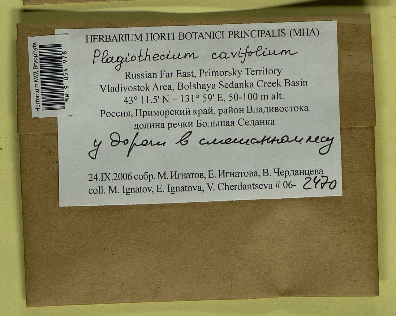 Plagiothecium cavifolium (Brid.) Z. Iwats., Bryophytes, Bryophytes - Russian Far East (excl. Chukotka & Kamchatka) (B20) (Russia)