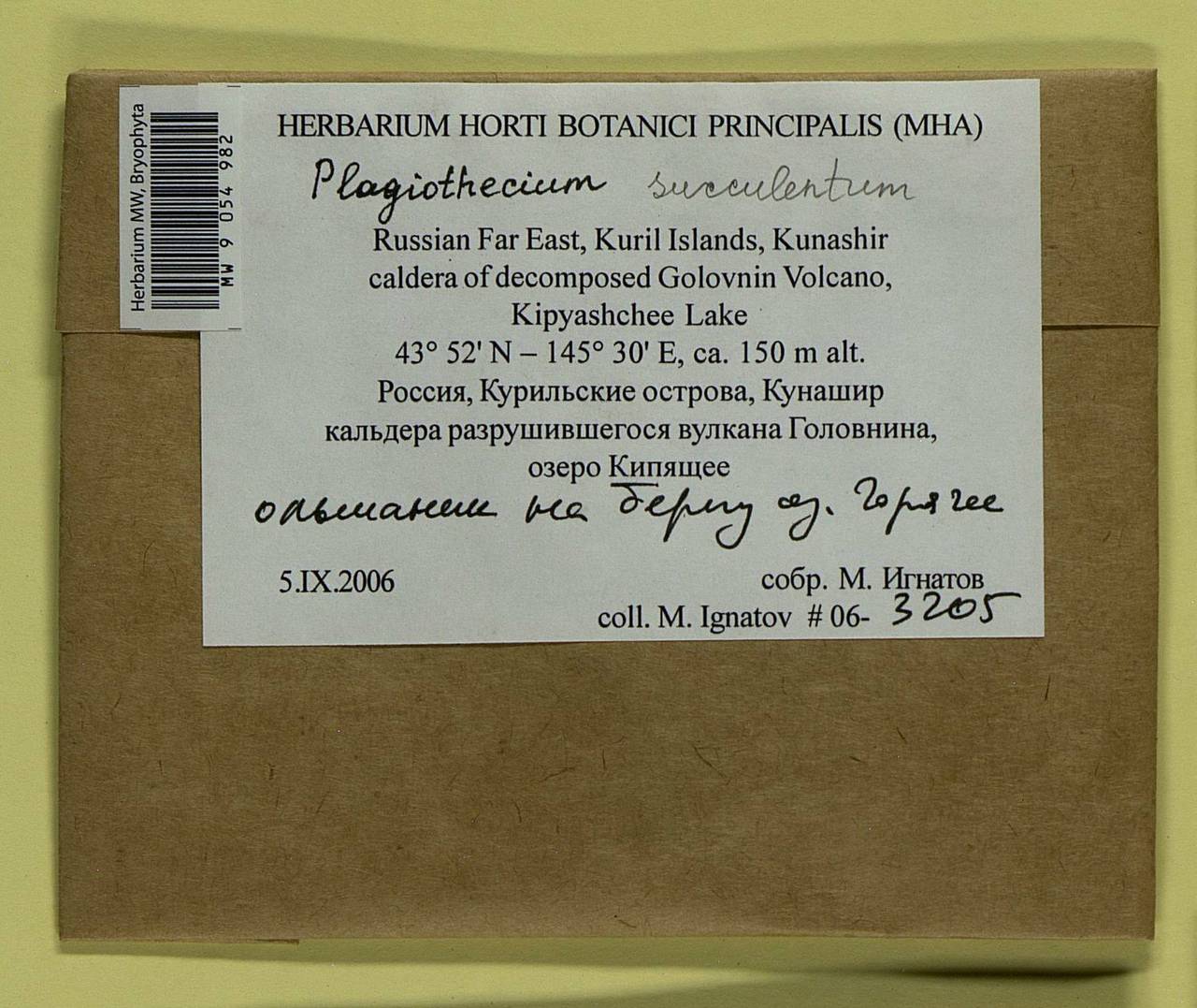 Plagiothecium cavifolium (Brid.) Z. Iwats., Bryophytes, Bryophytes - Russian Far East (excl. Chukotka & Kamchatka) (B20) (Russia)