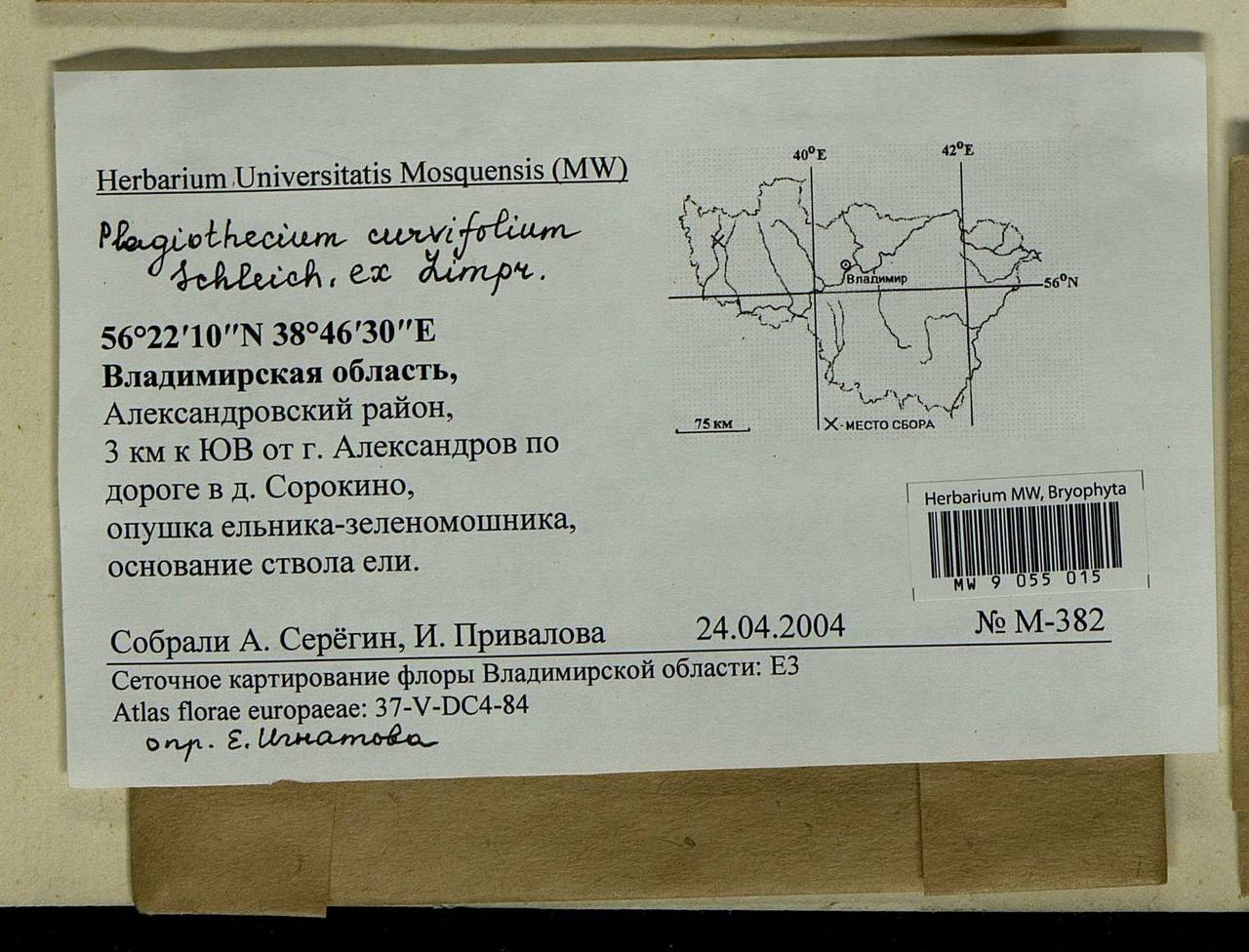 Plagiothecium curvifolium Schlieph. ex Limpr., Bryophytes, Bryophytes - Middle Russia (B6) (Russia)