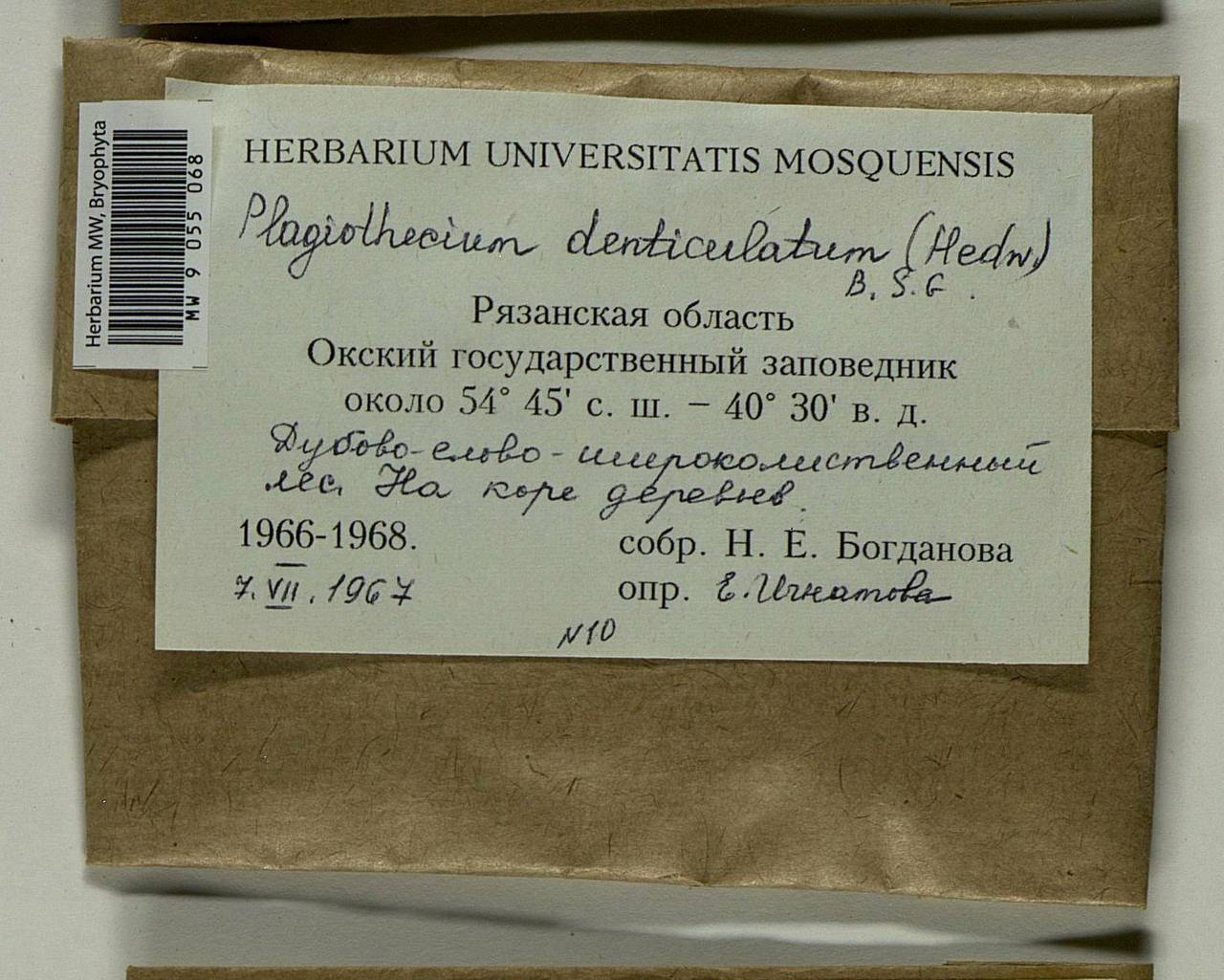 Plagiothecium denticulatum (Hedw.) Schimp., Bryophytes, Bryophytes - Middle Russia (B6) (Russia)