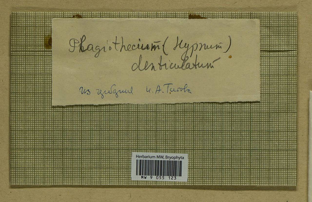 Plagiothecium denticulatum (Hedw.) Schimp., Bryophytes, Bryophytes - Moscow City & Moscow Oblast (B6a) (Russia)