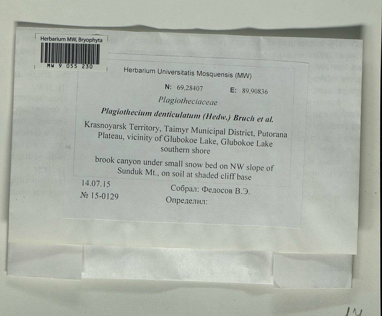 Plagiothecium denticulatum (Hedw.) Schimp., Bryophytes, Bryophytes - Krasnoyarsk Krai, Tyva & Khakassia (B17) (Russia)