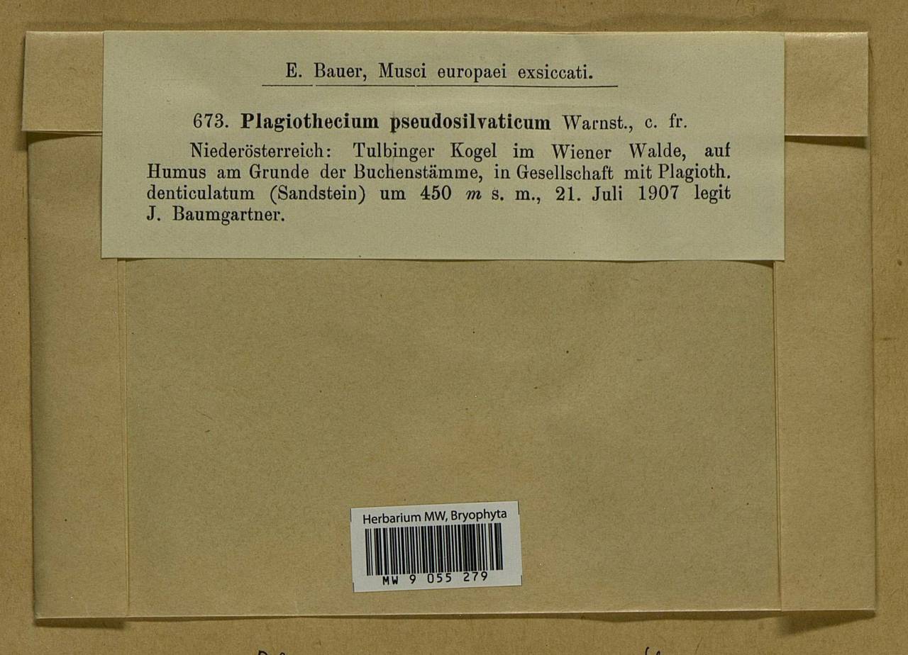 Plagiothecium denticulatum (Hedw.) Schimp., Bryophytes, Bryophytes - Western Europe (BEu) (Austria)